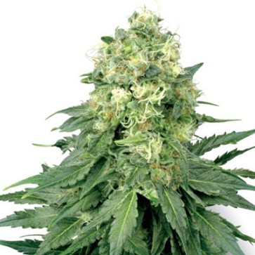 Семена конопли White Widow Feminised